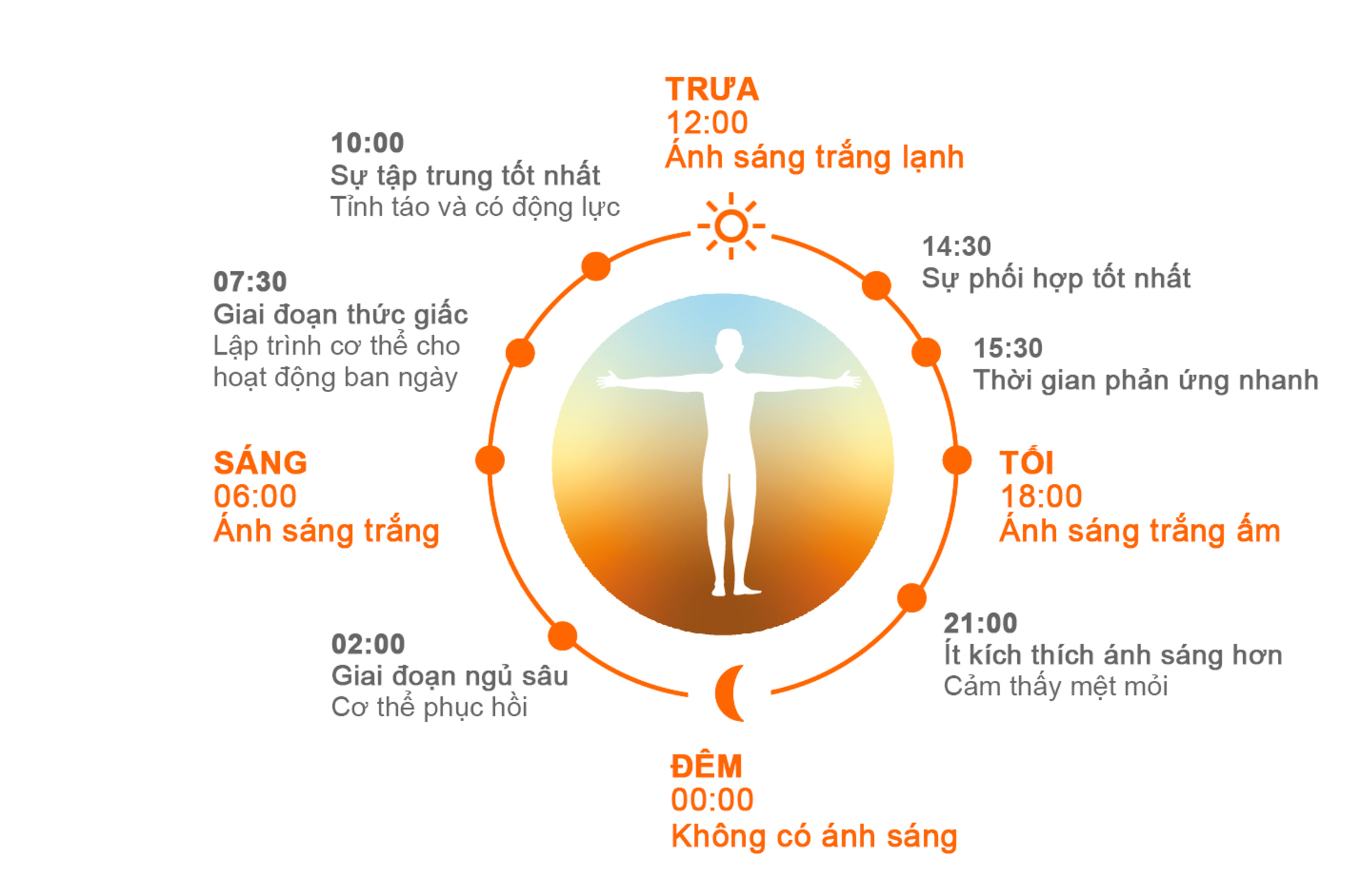 Nhịp sinh học - HCL - Mặt trời tại nhà EN